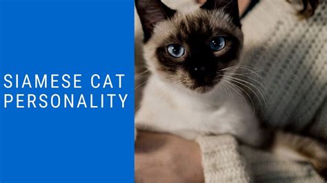Best 15 Siamese Cat Personality Facts Zoological World
