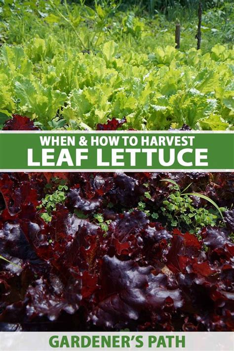 How And When To Harvest Leaf Lettuce Gardeners Path