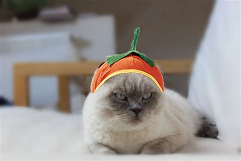 Check Out These Hilarious Halloween Costumes For Your Cat Pet