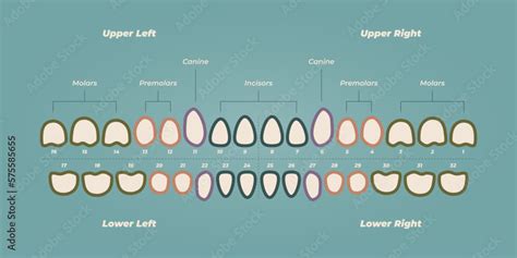 Medical Dental Diagram Illustration Orthodontist Human Tooth Anatomy