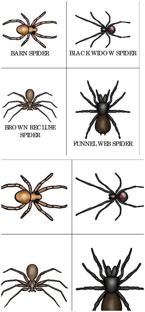 Types Of Spider Webs Worksheet