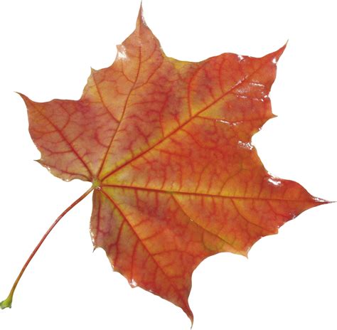 Download Autumn Leaf Png Image For Free