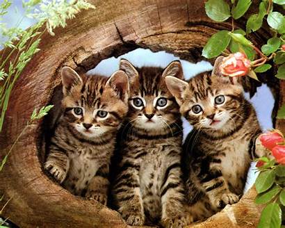 Kittens Three Kitties