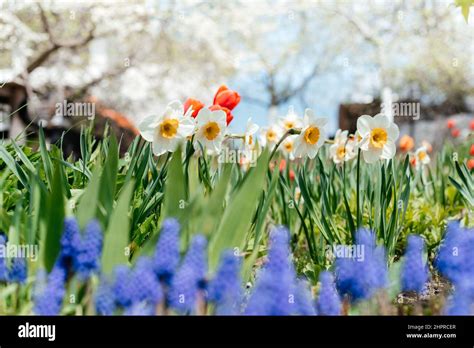 Beautiful Spring Garden With Blue Muscari Daffodil Flowers Red Tulips