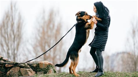 femme fait l amour avec son chien chien nouvelles