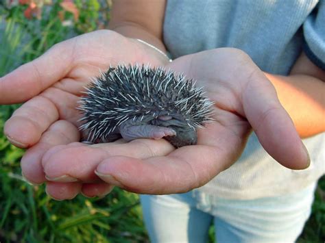 A Baby Hedgehog: From Birth to Weaned - Heavenly Hedgies