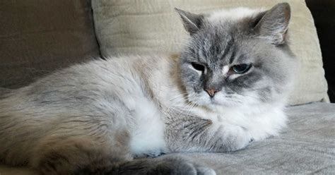Top 10 cat breeds that live the longest