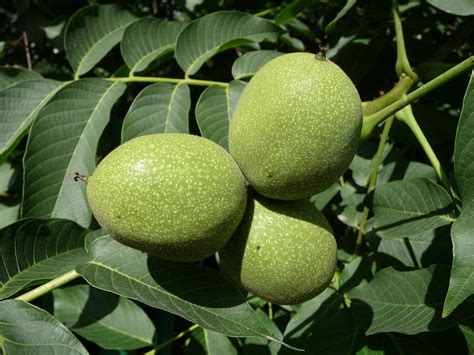 If you have ever had a black walnut tree or gone to a park where black walnuts were growing, you have probably wondered how to harvest these nuts. Walnut - Wikipedia