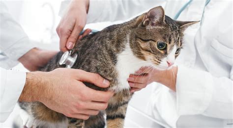 6 Signs of Pneumonia in Cats You Need to Know - Animal Lova