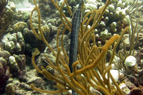 The jungle's rule of the sacred fish trumpet fish, the shape of the lining is striking. The Trumpetfish - Whats That Fish!