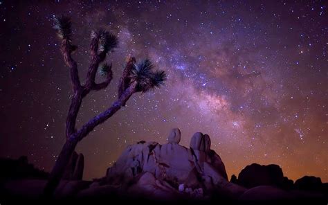 The Star Sky Milky Way Desert Area With Rock Cactus Joshua Tree
