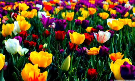 Free Download Beautiful Flowers Colorful Wallpaper Desktop Hd
