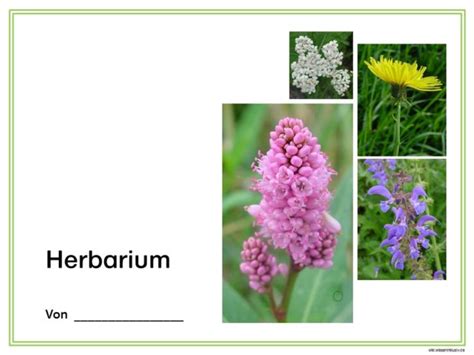 9 herbarium vorlage word babiesin sheep sclothing. Herbarium - Deckblatt Vorschläge - wiki.wisseninklusiv