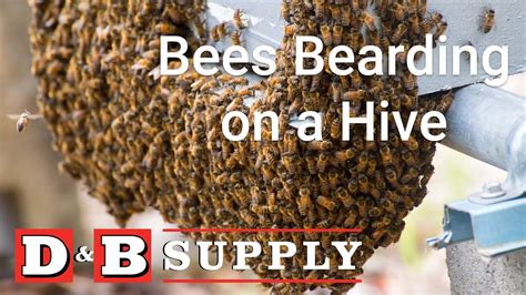 Bees Bearding On A Hive Youtube