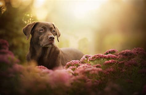 Check spelling or type a new query. plants, Flowers, Dog, Labrador, Animals Wallpapers HD ...