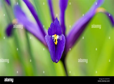 Iris Reticulata Harmony Flowers Stock Photo Alamy