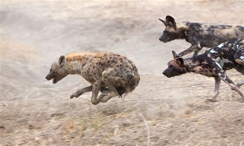 Hyenas V Dogs Pix Mirror Online