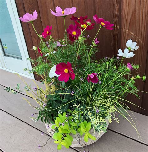 Planting Designercosmos Garden Yard Ideas Container Gardening Plants