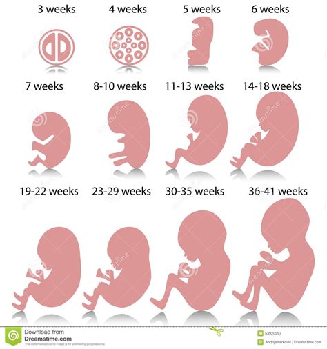 50 Fases Desarrollo Embrionario Del Ser Humano