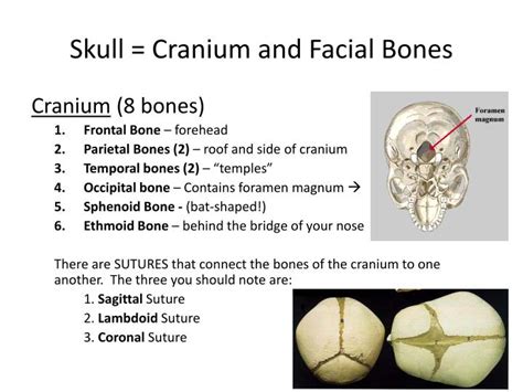 Ppt Bones Of The Skull Powerpoint Presentation Id2282792