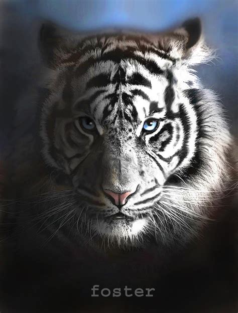 White Tiger Iphone Wallpapers Wallpics