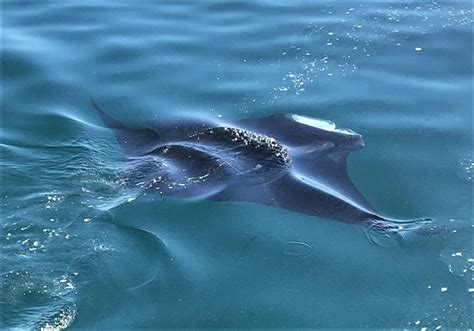 Palm Beach Dolphin Tours Jupiter Tutto Quello Che Cè Da Sapere