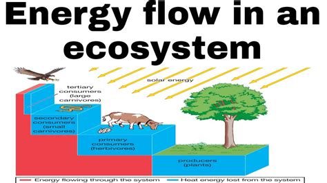 Energy Flow In An Ecosystem Bsc Iii Paper Iii Unit Ii Youtube