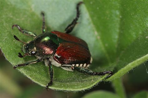 Green Beetle Identification