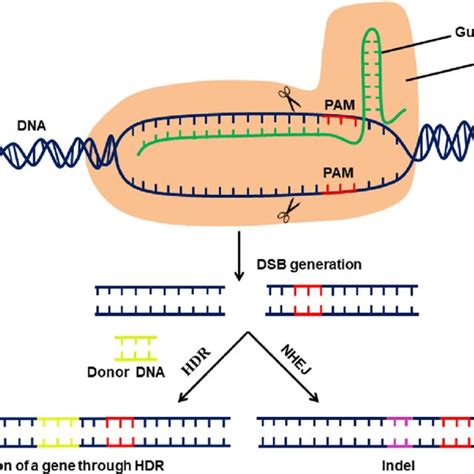 Overview Of Type Ii Crispr Cas Mediated Genome Editing System A