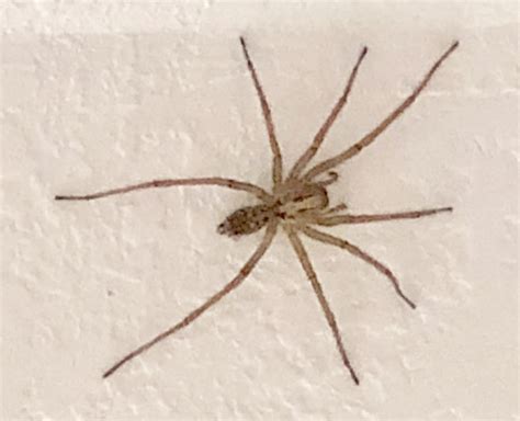 Eratigena Duellica Giant House Spider In Puyallup Washington United