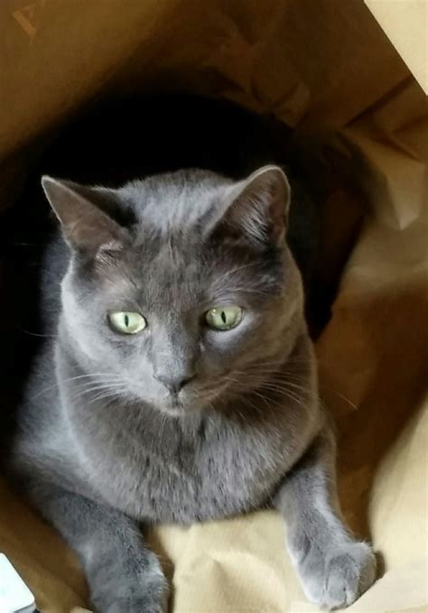 Russian blue cat on white. Russian blue 😅😘😘😘 | Russian blue, Russian blue cat, Grey cats