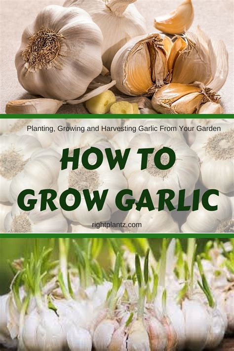 How To Grow Garlic Growing Your Own Garlic Is Easy As Long As You Are