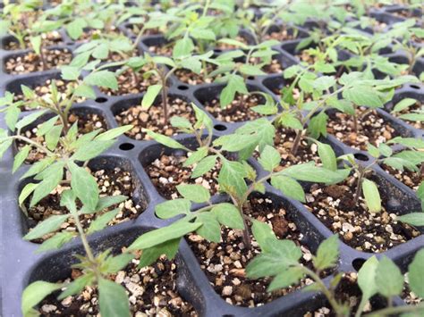 This guide is designed to help turf managers identify the major turfgrass pests found in north carolina and better understand their life cycles, symptoms Increase Success With Your Vegetable & Ornamental ...