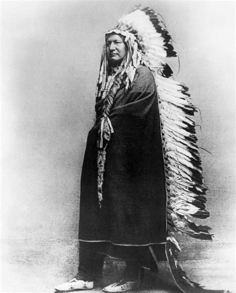 Wild Kingdom The Look Native American Cheyenne Tribe