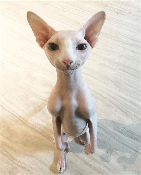 19 Best Funny Pictures Of Hairless Cats Funny Pictures