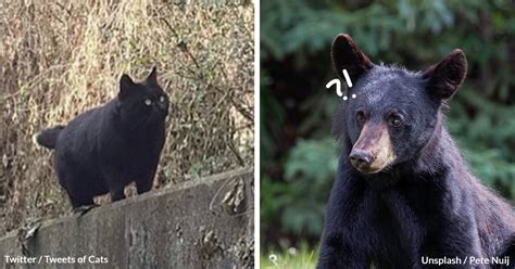Chonky Cat Gets Mistaken For A Black Bear And People Are Identifying