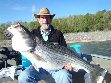 Biggest Striped Bass Ive Ever Seen