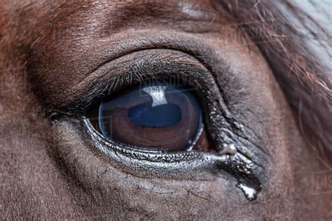 Close Up Of Horse Eye Stock Photo Dissolve