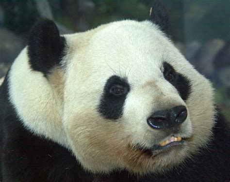 Giant Panda Zoo Atlanta Bill Hughes Flickr