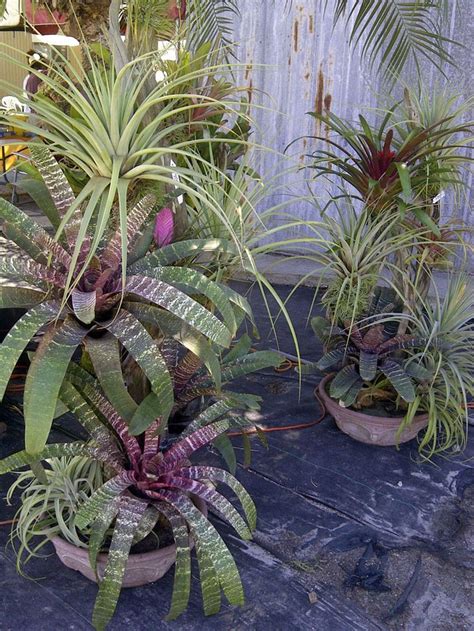 The Rainforest Garden Acres Of Bromeliads At The Tropiflora Fall