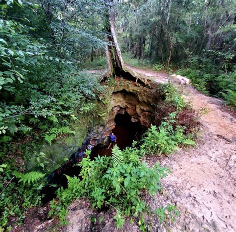 Explore Dames Cave In Withlacoochee State Forest