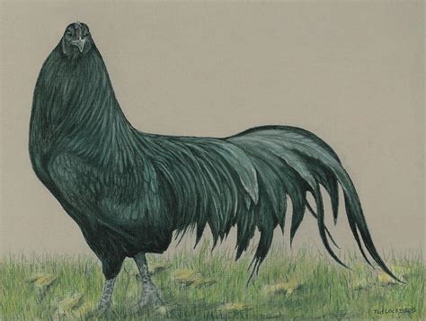 And it was used for fighting in some areas where cockfighting was not illegal. Black Sumatra Rooster Pastel by Tod Locke