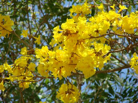 These plants look attractive with their glossy, dark green leaves and large, fragrant blossoms that are white, purple, pink, red and yellow. Flor silvestre 121 (1) Wild flower 121 (1) (Araguaney ...