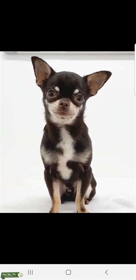 Tiny Chihuahua Stud Stud Dog West Midlands Breed Your Dog