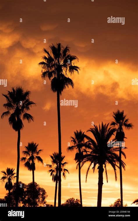 Silhouette Of A Grouping Of Palm Trees Against A Spectacular Fiery