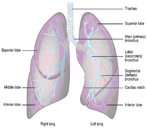The vessels canyon around the borders of the lung and margins of the fissures to reach the hilum. Respiratory System- Anatomy