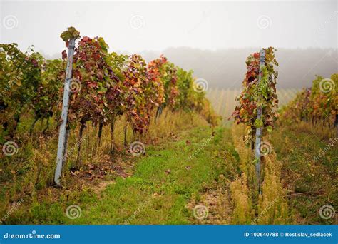 Autumn Colorful Vineyards With Fog Stock Photo Image Of Nature Green