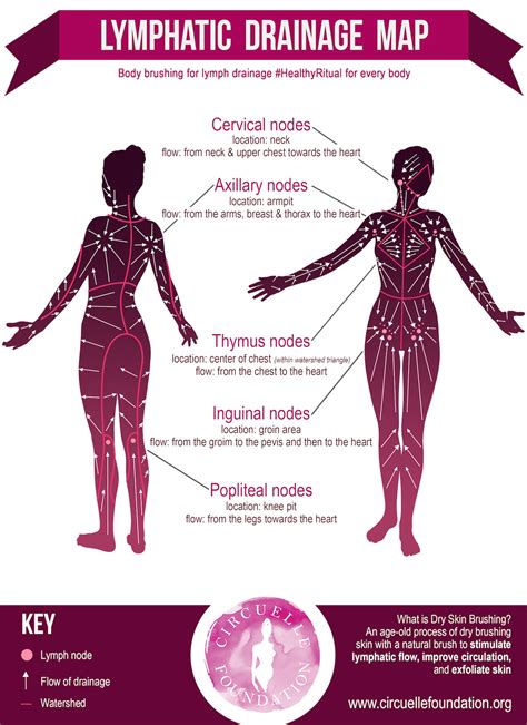 Complementary organs of lymph nodes: Lymphatic Skin Brushing for Breast And Body Health