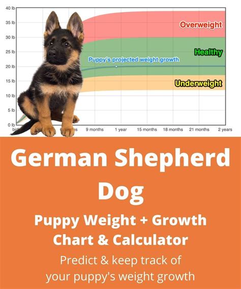 German Shepherd Dog Weightgrowth Chart 2022 How Heavy Will My German