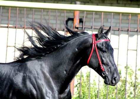 Flerdoranzh Zharkiy X Feya Orlov Trotter Horse Names Black